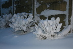 IMG 4247